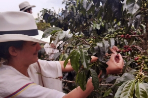 Coffee Farm Tour, Colombia in a Cup