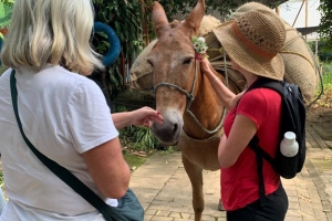 The Cuttest Mule